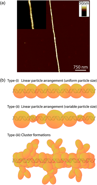 (a) TappingMode™ AFM height image of a DNA-templated Fe nanowire. The inset image shows a zoomed-in region of the nanowire with the image contrast adjusted to highlight the nanowire morphology, which consists of linear arrangements of metal particles packed along the DNA template. (b) Illustrations showing (i) the morphology exhibited by the current DNA-templated Fe nanowires, and (ii and iii) the two general morphology types that have previously been reported following the preparation of various DNA-templated nanowires.