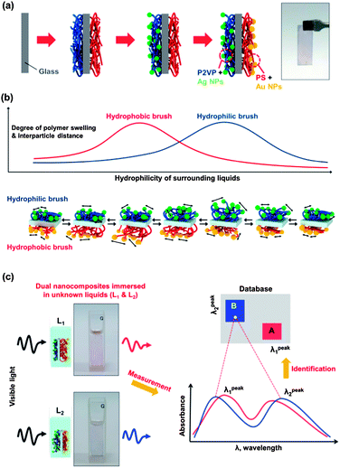 (a) Process scheme for the fabrication of a dual-responsive plasmonic sensor. First, two polymer brushes are grafted on a glass substrate. This is followed by the formation of metal nanoparticles on the brushes. As a result, two types of nanocomposites (P2VP/Ag NP and PS/Au NP) are formed on the opposite faces of a glass substrate. (b) Schematic of swelling and deswelling behaviors of the two nanocomposites using different liquids. The degree of polymer swelling and the average distance among the attached nanoparticles are maximized when the solubility parameters of the polymers and surrounding liquids are closely matched. (c) Procedure to identify unknown liquids using the dual-responsive nanocomposite sensor. Because the two nanocomposites respond differently depending on the degree of interaction between the polymers and the liquids, two specific peak positions (λpeak1 and λpeak2) can be used for the identification of liquids in a wide range with high selectivity.