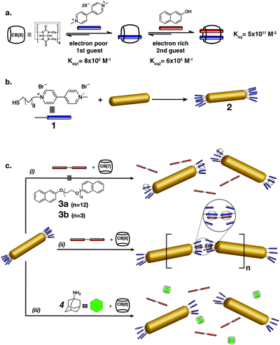 (a) Formation of a ternary complex between methyl viologen, 2-napthol and CB[8], (b) functionalisation of AuNRs with methyl viologen moieties 1 to produce MV2+-AuNRs 2, and (c) addition of either ditopic naphthol linker (3a or 3b) (i) with CB[7], (ii) with CB[8], or (iii) with CB[8] in the presence of 4.