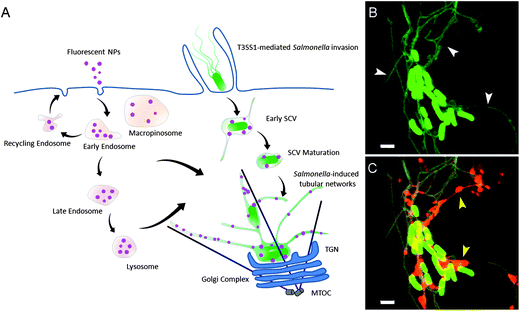 Interactions between host cell endocytic pathways and Salmonella-induced membrane structures. (A) According to previous studies, Salmonella infection results in massive remodeling of the endolysosomal system of epithelial cells. The SCV is accessible to fluid-phase tracers (purple spheres) from both lysosomes and incoming endocytic vesicles. In this study, fluorescent NPs were employed as an endocytic tracer to track the rearrangements of the host cellular endolysosomal system by Salmonella. (B) Salmonella-induced tubular structures imaged by confocal laser scanning microscopy (CLSM) (Salmonella, green rods; endosomal membranes, green tubules). (C) Localization of fluorescent fluid phase tracers (red) in Salmonella-induced tubular structures imaged by CLSM. White and yellow arrowheads indicate the tubular endosomal structures and internalized fluid phase tracers, respectively. Scale bars, 2 μm.