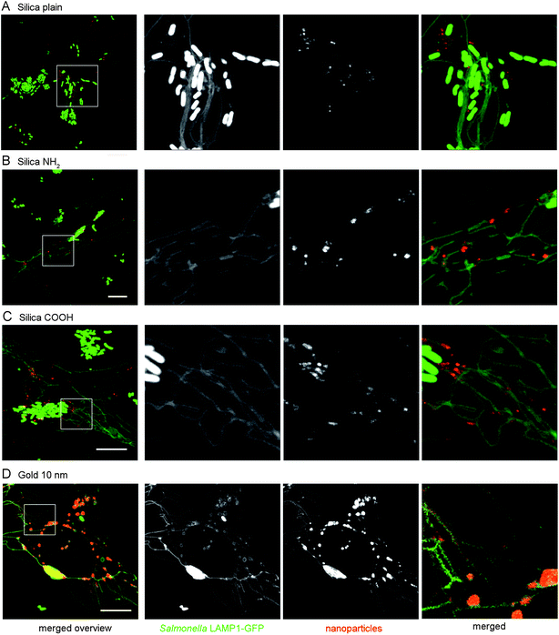 Fusion of the SCV and SIF with lysosomes preloaded with silica NPs or gold NPs. HeLa cells were pre-incubated with 25 μg × ml−1 of silica plain NPs (A), silica NH2 NPs (B), silica COOH NPs (C), or 10 nm gold NPs (OD520 = 0.1) (D) for 4 h and chased with NP-free medium overnight. Subsequently, cells were infected with S. typhimurium and live cell imaging was performed at 6 h p.i. Scale bars, 10 μm. Merged higher magnifications indicate the presence of NPs within the lumen of tubular membrane compartments.