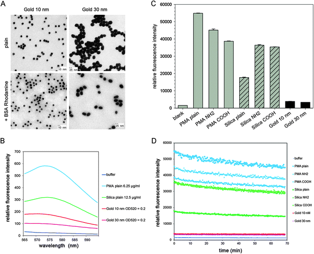 Properties of NPs used in this study. (A) TEM images of colloidal gold NPs with sizes of 10 and 30 nm. (B) Fluorescence spectra of PMA NPs, silica NPs and gold NPs detected by fluorescence spectrophotometry. (C) Fluorescence intensity of various PMA, silica and gold NPs detected by a fluorescence microplate reader. (D) Photostability of various PMA, silica and gold NPs. In (C) and (D), the concentrations of PMA and silica NPs are 100 μg × ml−1, for gold NPs OD520 = 0.2. The NPs were exposed sequentially to 250 cycles, and the fluorescence intensity was recorded by a fluorescence microplate reader.