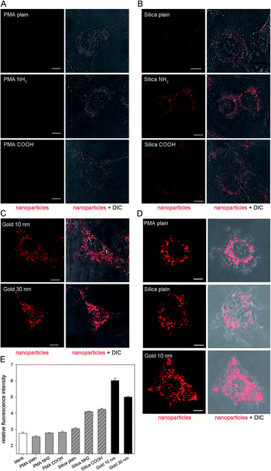 Internalization of various NPs by host cells. HeLa cells were pulsed with various PMA NPs at 25 μg × ml−1 (A), various silica NPs at 25 μg × ml−1 (B), or 10 or 30 nm gold NPs at OD520 = 0.1 (C) for 3 h and chased in medium without NPs for 3 h before live cell imaging and measurements by flow cytometry. RAW264.7 macrophages were activated overnight by IFN-γ, pulsed for 1 h with plain PMA or silica NPs at 25 μg × ml−1, or 10 nm gold NPs at OD520 = 0.1, and subsequently chased in medium without NPs for 3 h before live cell imaging. CLSM images of representative HeLa cells (A–C) and RAW264.7 macrophages (D). Nanoparticles are shown in red, and the cell morphology is indicated by differential interference contrast (DIC) microscopy. Scale bars, 10 μm. (E) Relative fluorescence intensity of HeLa cells obtained by flow cytometry.