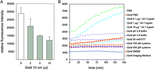 Fluorescence properties of gold NPs. (A) Quenching effect of gold NPs on the fluorescence of Rhodamine-labeled BSA. Aliquots of 2 μl, 5 μl or 10 μl of a suspension of gold NPs (OD520 = 3.5) were added to 100 μl Rhodamine-labeled BSA in PBS (7.2 μg × ml−1) and the fluorescence emission was detected by a microplate reader. (B) Fluorescence intensities of gold NPs in various solutions as a function of time. Gold NPs were dispersed in PBS, DMEM, imaging medium, phosphate–citrate buffer at pH 5.8 or 4.0, or PBS containing 50 mM DTT, or various amounts of cysteine or trypsin as indicated. The fluorescence emission of Rhodamine was recorded over 150 min by a microplate reader with intervals of 5 min.