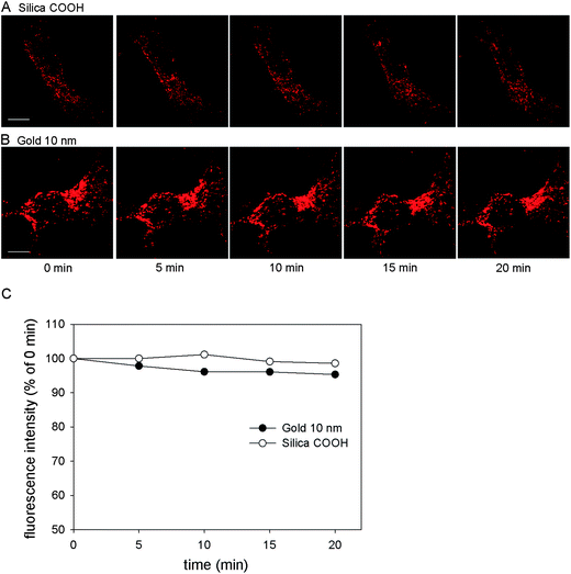 Photostability of internalized silica and gold NPs. HeLa cells were incubated with (A) silica COOH NPs (25 μg × ml−1) or (B) 10 nm gold NPs (OD520 = 0.1) for 3 h and chased with NP-free medium for 3 h, then imaged using CLSM with 20 min continuous laser excitation. Scale bar, 10 μm. (C) Quantification of signal intensities in corresponding images. The fluorescence emission is expressed as the percentage of the initial emission at 0 min.