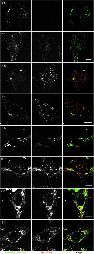 Dynamics of pathogen-induced host cell structures analyzed by labeling with gold NPs. HeLa cells were infected with S. typhimurium WT for 1 h, incubated with 10 nm gold NPs (OD520 = 0.1) for up to 3 h and then cultured in NP-free medium for the rest of the experiment. Live cell imaging was performed at intervals of 1 h after addition of NPs and the time point after infection is indicated. Scale bars, 10 μm.