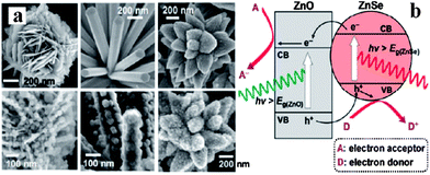 (a) SEM images of ZnO/ZnSe heterostructures; (b) schematic diagram showing the energy band structures of a ZnO/ZnSe heterostructure (reprinted with permission from ref. 90, copyright 2011 American Chemical Society).