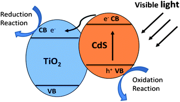 Schematic illustration of charge transfer in CdS/TiO2 heterostructure.