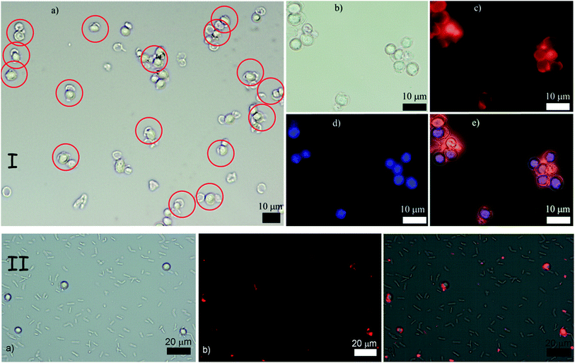 (I) Top row of images: “Colloid imprint–cell” recognition experiment between PAH–PSS treated cells and PSS–PAH treated silica shell fragments. (a) Typical low resolution image of the mixed shell–cell sample with bright field optical microscopy. (b) Bright field optical image. (c) Fluorescence microscopy image highlighting the RBITC tagged shell fragments, (d) fluorescence microscopy image of the yeast cells stained with perylene. (e) Composite image of (b), (c) and (d). (II) Bottom row of images: (a) bright field optical microscopy image of a mixture of yeast (round) and B. subtilis cells (rod-like) incubated with colloid imprints for yeast. (b) Fluorescence microscopy image of this sample with the TRITC filter set. The colloidal imprints are fluorescently tagged with RBITC. (c) Overlay of the images (a) and (b) showing the location of the silica shell fragments (colloidal imprint for yeast).