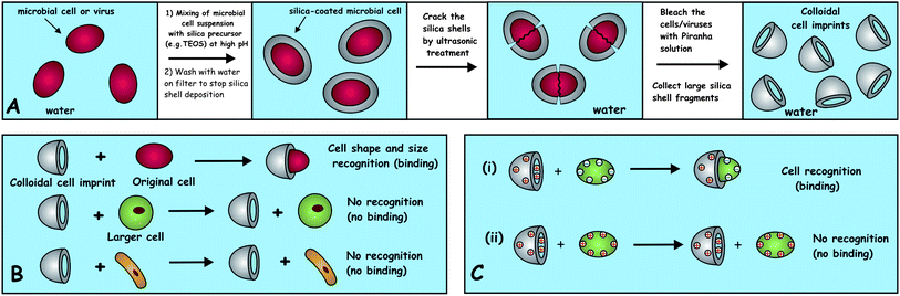 (A) The fabrication route and (B) the principle of action of colloidal cell imprints. The fragmented shells bind preferentially to target cells of matching shape and size of the shell inner surface due to the increased area of surface contact. This amplifies even weak attraction and results in much stronger and shape-specific binding. (C) The electrostatic (and other) interactions between the cells and their silica shell imprints can be augmented by the cell shape recognition: (i) the oppositely charged shell fragments and the cells attract much stronger by electrostatic forces upon contact when there is shape recognition. (ii) In the case of electrostatic repulsion between the shell inner surface and the cell surface the repulsion is amplified and there is no binding as a result of the shape recognition.