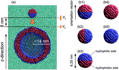 (a) Illustration of initial configuration of the nanoparticle/vesicle system. A view of the cross-section of the system, where cyan dots represent water. Also, V0 and VC represent the initial velocity and the contact velocity, respectively. (b1–b3) Three initial orientations of a model Janus nanoparticle with a hydrophobic side (pink) and a hydrophilic side (blue). (b4) A homogeneous nanoparticle with a hydrophobic surface, and (b5) a homogeneous nanoparticle with a hydrophilic surface.