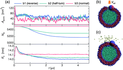 (a) Time-dependent pore size Apore (upper), the number of water beads Nw inside the vesicle (middle), and the average radius of the vesicle Rv (lower) for three different initial orientations of the Janus nanoparticle in the collision process. Blue, green, and red curves represent initial orientations b1, b2, and b3 shown in Fig. 1, respectively. Snapshots in the middle of the reverse pathway at (b) t ∼ 0.4 μs and (c) 1.4 μs.