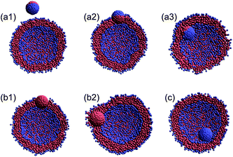 Illustration of various late-stage states for the nanoparticle/vesicle system (cross-section) after the collision. (a1) Detachment state, (a2) outer-surface (or outer insertion) state, (a3) inner-surface (or inner insertion) state, (b1) bi-interface state, (b2) interface embedded (or engulfing) state, and (c) capsule state.