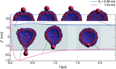 Time-dependent properties and cross-section snapshots (insets) after the collision towards the bi-interface state for the homogeneous hydrophobic nanoparticle with different initial velocities: V0 = 0.36 m s−1 (blue curve), and 1.43 m s−1 (red curve). The normal axis shows Z = zNP − zv. The mean radius of the vesicle is denoted by dashed lines and the gray-shaded region refers to the in-cell water region of the vesicle. (Each curve is plotted based on averaged data over twenty independent simulations.)