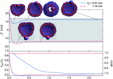 Time-dependent properties and cross-section (and top-view in negative z-direction) snapshots (insets) after the collision towards the outer-surface state for the Janus nanoparticle with different initial velocities: V0 = 0.51 m s−1 (blue curve) and 1.15 m s−1 (red curve). The hydrophilic side of the Janus nanoparticle faces the vesicle initially (Fig. 1b1). The upper panel shows time-dependent Z = zNP − zv. The mean radius of the vesicle is denoted by dashed lines, and the gray-shaded region refers to the in-cell water region of the vesicle. The velocity ratio VNP/V0 (dashed lines along with the left axis) and cos θ (solid lines along with right axis) are shown in the lower panel. Here, VNP is velocity of the nanoparticle in the z-direction, V0 is initial velocity in the z-direction, and θ is the angle between an orientation vector of the nanoparticle and the z-axis. (Each curve is plotted based on averaged data over twenty independent simulations.)