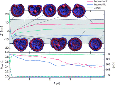 Time-dependent properties and cross-section snapshots (insets) after the collision and for nanoparticles with different surface chemical nature: hydrophobic, hydrophilic, and Janus (with initial orientation of Fig. 1b2), and with the same initial velocity V0 = 0.81 m s−1. The upper panel shows time-dependent Z = zNP − zv. The mean radius of the vesicle is denoted by dashed lines, and the gray-shaded region refers to the in-cell water region of the vesicle. The velocity ratio VNP/V0 (dashed lines with the left axis) and cos θ (solid lines with right axis) are shown in the lower panel. (Each curve is plotted based on averaged data over twenty independent simulations.) For a homogeneous nanoparticle, we simply define the orientation vector as a line from the bottom pole to the top pole (in negative z-direction) at the particle's initial position. Once it is defined, the vector is fixed with the nanoparticle.