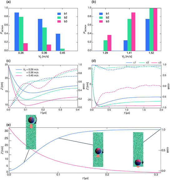 Probability PDETACH for the occurrence of the detachment state as a function of the initial velocity V0 with the initial orientation of Fig. 1b1 (blue bar), b2 (green bar), and b3 (red bar), in a low-V0 region (a) and a high-V0 region (b). Each bar represents an average over more than twenty independent simulations. (c) Time sequences of Z (solid lines along with left axis) and cos θ (dashed lines along with right axis) in the low-V0 region, e.g., V0 = 0.26 m s−1 (blue curve), 0.36 m s−1 (green curve), and 0.45 m s−1 (red curve), for the initial orientation of Fig. 1b2. The black dashed line denotes the location of the middle of the lipid membrane. (d) Time sequences of Z (solid lines along with left axis) and cos ϕ (dashed lines along with right axis) for V0 = 1.41 m s−1. Blue, green, and red curves represent the initial orientation of the Janus particle of Fig. 1b1–b3, respectively. (e) Self-rotation of the Janus nanoparticle (initial orientation of Fig. 1b2) in water (no vesicle). Time sequences of Z (red line along with left axis) and cos θ (blue line along with right axis) for V0 = 0.57 m s−1. (Each curve is plotted based on averaged data over twenty independent simulations.)