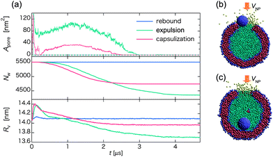 (a) Time-dependent pore size Apore (upper), the number of water beads Nw inside the vesicle (middle), and the average radius of the vesicle Rv (lower) for three different pathways of the collision between a homogeneous hydrophilic nanoparticle and a vesicle. Blue, green, and red curves represent the pathway of rebound, expulsion, and capsulization, respectively. In the upper panel, Apore in the upper hemisphere of the vesicle is illustrated by solid lines, while in the lower hemisphere is illustrated by dashed lines. (b) and (c) Snapshots at t ∼ 0.75 μs in the expulsion and the capsulization pathway, respectively, where water beads inside the vesicle are in cyan, while those outside in yellow.