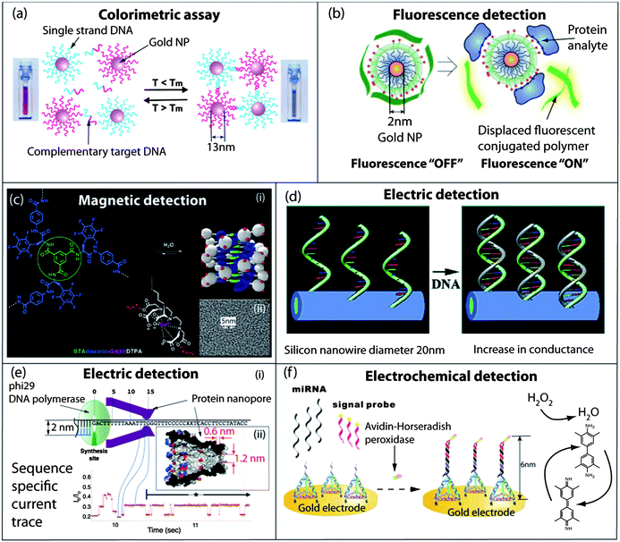 Self-assembled nanomaterials for diagnostics and sensing. (a) Colorimetric detection of single stranded DNA by hybridization with gold nanoparticles decorated with complementary single stranded DNA. The resulting aggregates, which display very sharp melting transitions, are easily observed by a visible color change or by UV-Vis spectroscopy. (b) Fluorescence detection of proteins by displacement of quenched conjugated polymers bound at the surface of a gold nanoparticle. The extent of the polymer release in solution and the resulting fluorescence are dependent on the nature of the interaction occurring between the protein and the cationic and hydrophobic groups in the nanoparticles' corona. (c) (i) Self-assembly of a fluorinated benzene-1,3,5-tricarboxamide in well-defined water soluble paramagnetic nanostructures as efficient MRI contrast agents; (ii) cryo-TEM micrograph of the self-assembled amphiphile in a serum albumin PBS buffered solution. (d) Conductance increase of silicon nanowires decorated with ssDNA upon hybridization with complementary DNA fragments. (e) (i) Self-assembled MspA protein nanopore used for the sequencing of single DNA molecules; (ii) crystal structure of the MspA protein. Reading of the sequence of the DNA template is achieved through the change in ionic current upon the translocation of the nucleobases through the pore, across a membrane separating two compartments. (f) Ultrasensitive electrochemical assay for the detection of miRNA using a self-assembled DNA tetrahedron for the spatial and accessibility control of an electrochemical probe, horseradish peroxidase. Panel (a): reproduced with permission from ref. 14; panel (b): reproduced with permission from ref. 28; panel (c): reproduced with permission from ref. 41; panel (d): reproduced with permission from ref. 47; panel (e): reproduced with permission from ref. 58; panel (f): reproduced with permission from ref. 65.