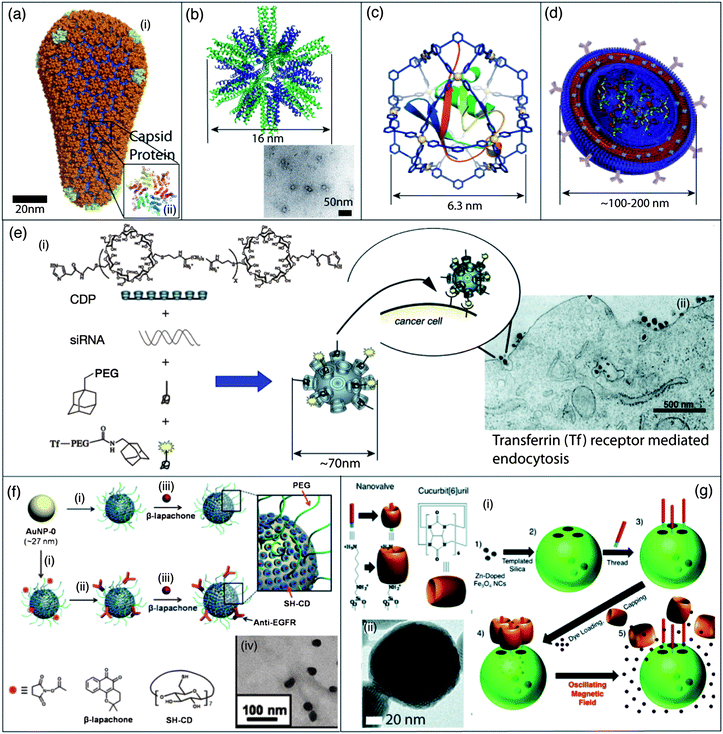 Self-assembled nanomaterials for gene and drug delivery. (a) (i) Atomic level molecular modeling of a type-1 HIV viral particle, a member of the lentivirus family;87 (ii) crystal structure in the hexameric form of disulfide type-1 HIV CA protein, one of the building blocks in the viral capsid. Self-inactivating mutants of the type-1 HIV virus are currently used for clinical gene therapies. (b) Molecular model of a peptide nanoparticle with dodecahedral symmetry formed by the self-assembly of a coiled-coil peptide with a pentameric domain (green) and a trimeric domain (blue) covalently linked to the same molecule and TEM micrograph of these peptide nanoparticles. (c) Molecular model of a discrete synthetic M12L24 nanocage containing a ubiquitin covalent conjugate. Self-assembly of Pd(ii) ions (M) and additional ligands (L) results in the encapsulation of the protein into a well-defined coordination cage. (d) Schematic illustration of a polymersome decorated with antibodies for targeted delivery, and containing multiple cargos through incorporation into the hydrophobic portion of its membrane or through physical entrapment into its core. (e) (i) Schematic representation of the one-step self-assembly of four components into a targeted nanoparticle by the electrostatic interaction between siRNA and a cationic cyclodextrin containing polymer (CDP) and their inclusion complexes with adamantane (AD) derivatives on the surface of the nanoparticles; (ii) TEM micrograph of nanoparticles entering a cancer cell by receptor-mediated endocytosis. (f) (i) Functionalization of the surface of gold nanoparticles (AuNPs) with a cyclodextrin thiol derivative (SH-CD) and PEG-thiol (mPEG-SH or NHS-PEG-SH) chains; (ii) targeting was achieved through covalent decoration with anti-EGFR antibodies; (iii) a hydrophobic anti-cancer drug, β-lapachone can then be encapsulated into the hydrophobic cavity of the cyclodextrin; (iv) TEM micrograph of nanoparticles covered with cyclodextrin and PEG chains and loaded with β-lapachone. (g) (i) Preparation of mechanized silica nanoparticles loaded with a dye and zinc-doped iron oxide nanocrystals (ZnNCs). After attachment of the base of the molecular machine, the dye is loaded into the particle and the pores are blocked with the cucurbit(6)uril cap. Local heating upon the application of an oscillating magnetic field results in the dissociation of the nanovalve and release of the dye; (ii) TEM micrograph of ZnNCs encapsulated within mesoporous silica. Panel (a): reproduced with permission from ref. 87; panel (b): reproduced with permission from ref. 98; panel (c): reproduced with permission from ref. 101; panel (d): reproduced with permission from ref. 138; panel (e): reproduced with permission from ref. 136; panel (f): reproduced with permission from ref. 144; panel (g): reproduced with permission from ref. 148.
