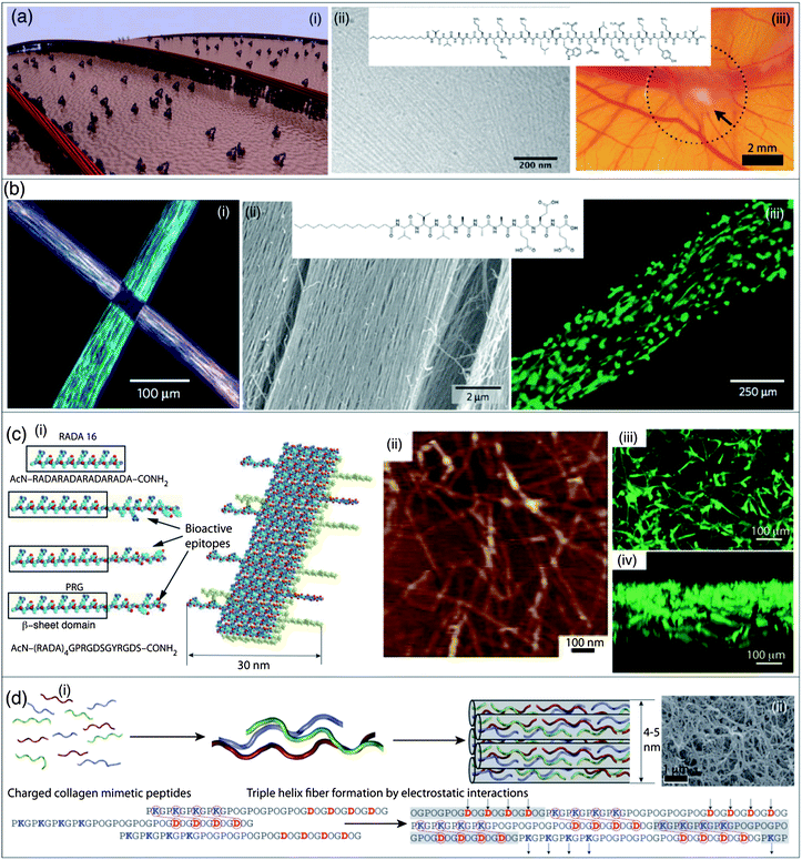 Self-assembled nanomaterials for regenerative medicine and tissue ingineering. (a) (i) Schematic representation of a self-assembled peptide nanofiber displaying high densities of biological signals that binds to receptors at the surface of a cell; (ii) molecular structure of a VEGF-mimetic peptide amphiphile and TEM micrograph of nanofibers formed by this molecule; (iii) representative image of angiogenesis from the point of contact with the VEGF-mimetic peptide amphiphile (arrow) in a chicken chorioallantoic membrane assay. (b) (i) Manual dragging of a peptide nanofiber liquid crystal onto salty media results in macroscopic strings and in the alignment of the nanofibers over macroscopic scales (cm). Light extinction between cross-polarizers at the cross-point of two strings of gel of uniformly aligned self-assembled peptide nanofibers demonstrating uniform alignment in each of them; (ii) molecular structure of a peptide amphiphile capable of forming a nanofiber liquid crystal upon thermal treatment and SEM micrograph of aligned nanofiber bundles in macroscopic strings formed by dragging thermally treated peptide amphiphile solution onto CaCl2, (iii) calcein-labelled aligned cells cultured in a string of aligned nanofiber bundles. (c) (i) Molecular models of RADA16 peptide and some of its derivatives that are able to self-assemble by the formation of β-sheets into pure or mixed nanostructures displaying biological epitopes; (ii) AFM micrograph of nanofibers formed by the co-assembly of RADA16 and PRG peptide bearing an integrin binding sequence; (iii) vertical view of a reconstructed image of 3-D confocal micrographs of MC3T3-E1 cells cultured on a mixed RADA16/PRG peptide 30/70 peptide scaffold; cells were stained with calcein, (iv) horizontal view of the same cultured scaffold showing a drastic cell migration into the 3D scaffold. (d) (i) Short collagen mimetic peptides able to form collagen-like triple helices with “sticky ends” which elongate by electrostatic interactions. Upon bundling, these triple helices self-assemble into fibrous collagen-like nanostructures, resulting in a hydrogel degradable by collagenase; (ii) SEM micrograph of a critical point dried collagen mimetic hydrogel. Panel (a): reproduced with permission from ref. 182 and 194; panel (b): reproduced with permission from ref. 195; panel (c): reproduced with permission from ref. 200; panel (d): reproduced with permission from ref. 201.