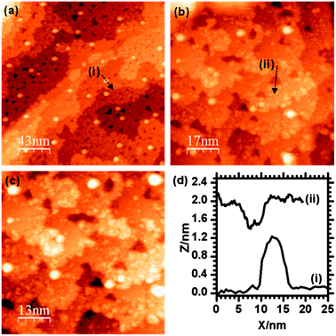STM images taken after the deposition of Pd onto the Au/γ-Fe2O3 surface. Particles with widths of ∼10 nm can be assigned to Au, smaller particles are due to the Pd.
