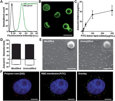 Lipid-insertion enables modification of RBC-NPs with FITC. (A) Flow cytometry histograms of plain RBC ghosts (black) and RBC ghosts incorporated with FITC–linker–lipid (green). (B) Fluorescence microscopy visualization of RBC ghosts modified with FITC (green). Scale bar = 8 μm. (C) FITC–linker–lipid was incubated with RBC ghosts derived from 1 mL of mouse blood. The amount of FITC–linker–lipid incorporated onto the RBC ghosts was then quantified after 30 min of incubation and plotted against the initial input. (D) Physicochemical characterizations (size and zeta potential) of both FITC-modified and unmodified RBC-NPs. (E) SEM images of FITC-modified and unmodified RBC-NPs. Insets represent a single particle with a size of ∼80 nm. Scale bars = 500 nm. (F) Colocalization of the polymeric core (red) and the FITC-modified RBC membrane shell (green) upon intracellular uptake by KB cells. Cellular nuclei were stained with DAPI (blue). Scale bars = 8 μm.
