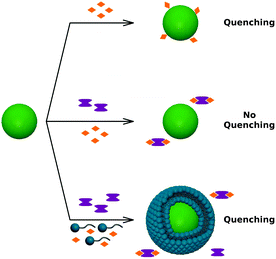 The effect of metal impurities (orange rhombus), metal-chelating ligands, EDTA (marked in violet), and surfactant molecules on the fluorescence of the QDs.