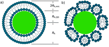 Two possible arrangements of surfactant molecules at the QD surface: (a) uniform bilayer and (b) more realistic patch-like bilayer structure.