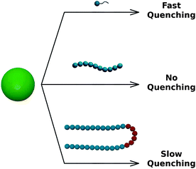 Effect of EG-containing molecules of different structures on the QD fluorescence: surfactants (top), simple polymers (middle), and copolymers (bottom).