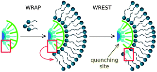 Schematic representation of the proposed “wrap-and-wrest” mechanism of fluorescence quenching of QDs. First, surfactant molecules adsorb on the surface of the QD, “wrapping” it with a bilayer. Then, ODA molecule (primary coating ligand) is “wrested” from the QD surface, leading to the formation of a quenching site. The ODA molecule is built into the surfactant bilayer.