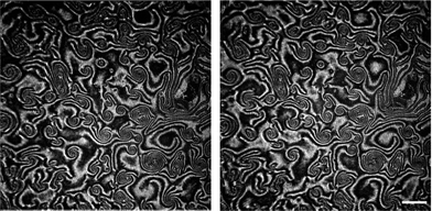 Two images of the same area recorded at 25 °C with 8 seconds of time delay showing that there is no flow in the film in spite of the rotation of the local ordering vector (the c-vector turns here approximately by π/2); the patterns visible under a Brewster Angle Microscope (BAM) show that the shapes of domains remain unchanged and only the intensity of light reflected from bigger domains changes: bright regions turn black and vice versa; white bar shows a length of 500 μm.