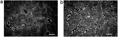 Early (a) and late (b) stages of pattern evolution; image (b) shows stripes tightly “wound-up” around each center of rotation; the images were recorded with a time delay of 1.5 hour; white bars show a length of 500 μm.