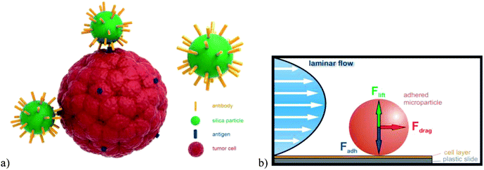 (a) Schematic illustration of SiO2 nanoparticles modified by a specific monoclonal antibody and their interactions with the trans-membrane antigen of a tumor cell. (b) Schematic of the principle of adhesion force measurement in a laminar flow field.
