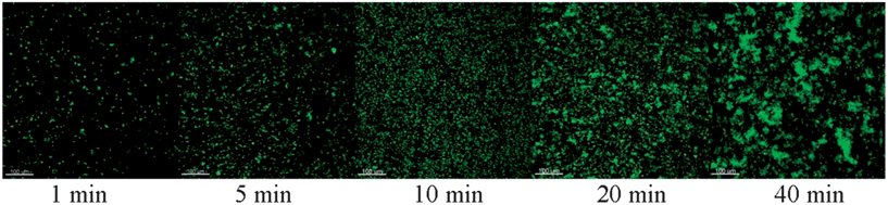 Fluorescence microscopy images of SiO2-M75 particles deposited on a PG-MBP modified slide after increasing the exposure time (the scale bar represents 100 μm).