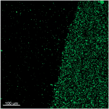Fluorescence microscopy image of an interface between an area containing the PG-MBP antigen domain with deposited SiO2-M75 particles and the surrounding blocked area (the scale bar represents 100 μm).