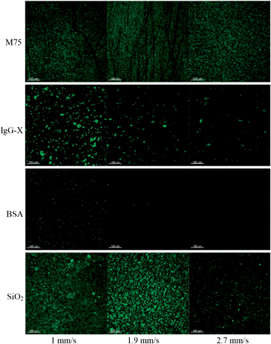 Fluorescence microscopy images of adhesion at three different fluid velocities for four particle types: (a) SiO2-M75; (b) SiO2-IgG-X; (c) SiO2-BSA; and (d) SiO2 (the scale bar represents 100 μm).