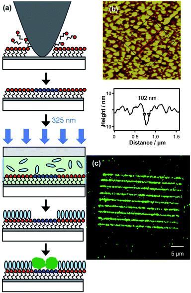 (a) Schematic diagram showing the fabrication process. Selective removal of the azide by nanoshaving is followed by adsorption of aminobutylphosphonic acid into the exposed areas, photochemical coupling of PEG-NH2 and then adsorption of NeutrAvidin particles. (b) 3.5 × 3.5 μm2 AFM topographical image of a single line in the resulting specimen, prior to adsorption of NeutrAvidin. (c) 40 × 40 μm2 confocal fluorescence microscopy image of nanopattern after adsorption of NeutrAvidin.