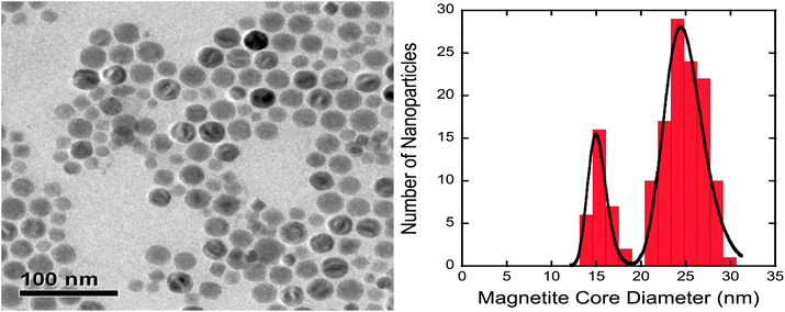 
            TEM image (left) and particle size analysis (right) for pre-modified particles used in this study. The histogram shows the nanoparticle core diameter distribution and the solid black line shows the bimodal lognormal distribution fit.