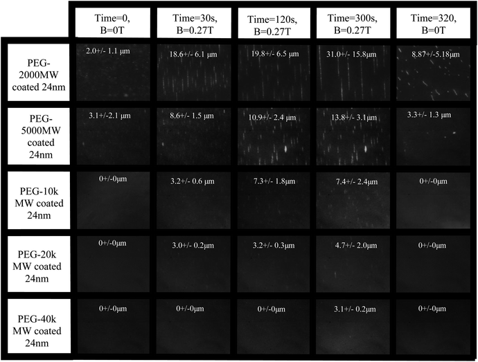 Dark field scattering images at varying times for each polymer/particle sample. The average chain length and size distribution has been annotated on each image. It can be seen that the chain length is directly related to the polymer stabilizing brush. The field of view in each image is about 160 microns.
