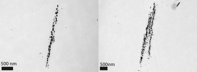 
            TEM image displaying both linear aggregation (left) and linear and lateral aggregation (right).