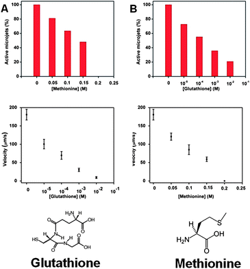 Comparison of the poisoning effect for glutathione and methionine molecules in the running solution (A) less than 40% of rolled-up tubes were running with only 0.001 M of glutathione present in the solution, and a significant reduction of speed was also observed for the jets, from ∼180 μm s−1 without glutathione to ∼30 μm s−1 at 0.001 M concentration of glutathione; (B) more than half of the jets stopped running at 0.15 M methionine concentration and no more motion could be observed when the concentration increased to 0.2 M, and a significant reduction of speed was also observed for the jets, from ∼180 μm s−1 without methionine to ∼60 μm s−1 at 0.15 M concentration of methionine; tracking data were obtained for a timescale of 10 seconds from 5 independent running experiments in order to obtain the average speed.