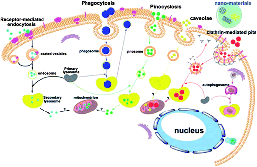 Schematic of the known pathways for the intracellular uptake of NPs. Reprinted from ref. 79 with permission. Copyright (2011) John Wiley & Sons.