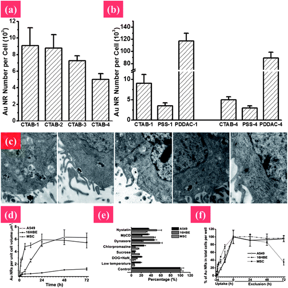 Elucidating the mechanism of endocytosis and exocytosis of Au NRs with different surface chemistry and aspect ratios. (a) Cellular uptake of Au NRs by MCF-7 cells with different aspect ratios from 1 to 4: CTAB-1, CTAB-2, CTAB-3, and CTAB-4. (b) The shape and surface coating influencing cellular uptake of Au NRs. (c) TEM images showing the process of cellular uptake. The Au NRs form aggregates, enter into vesicles and further get into lysosomes. Uptake pathways and the quantitative process of internalization and removal of Au NRs in A549, 16HBE, and MSC cells by ICP-MS after treatment with 50 μM Au NRs. (d and e) Process of cellular internalization and exclusion of Au NRs, respectively. (f) Uptake pathways for Au NRs in three types of cells using specific endocytosis inhibitors. Reprinted from ref. 122 with permission. Copyright (2010) Elsevier. Reprinted from ref. 86 with permission. Copyright (2010) American Chemical Society.