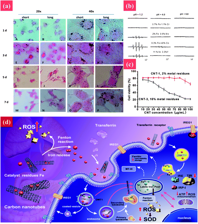 The toxic effect of CNTs to cells and underlying mechanism. (a) Rapid transport of MWCNTs in PC12 cells. The cellular uptake and rapid removal of short MWCNTs at different time points were tested by HE staining during exposure to MWCNTs (30 μg ml−1) for 2 days following culture in fresh medium in the absence of MWCNTs for 5 days. Cell images were taken at 1, 3, 5, and 7 days, respectively. (b) Hydroxyl radical formation from nanotubes having different metal contents at different pHs. (c) The cell viability after treatment with CNTs with different iron impurities. (d) Transport pathway, cellular and molecular mechanisms of toxicity associated with cellular exposure to carbon nanotubes and leached metal. Reprinted from ref. 145 with permission. Copyright (2012) Nature. Reprinted from ref. 146 with permission. Copyright (2013) John Wiley & Sons.
