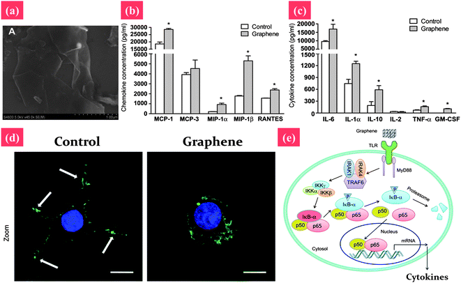 Signaling the pathway of macrophage activation stimulated by graphene nanosheets. (a) The SEM image of pristine graphene nanosheets. (b and c) Graphene nanosheets stimulate the secretion of cytokines and chemokines in macrophages. (d) Actin cytoskeleton of macrophages. The arrows indicate the F-actin foci of podosomes. (e) Graphene may be recognized by certain types of TLRs, thus activating kinase cascades by a MyD88-dependent mechanism. Activation of IKK initiates the phosphorylation and consequent degradation of IkB, resulting in the release of NF-κB subunits, and their translocation into the nucleus. NF-κB binds to the promoter regions of its effector genes, and initiates the transcription of multiple proinflammatory genes and the secretion of various proinflammatory factors, including IL-1α, IL-6, IL-10, TNF-α, CM-CSF, MCP-1, MIP-1α, MIP-1β and RANTES. These proinflammatory factors modulate the immune responses of neighboring macrophages. Reprinted from ref. 159 with permission. Copyright (2012) Elsevier. Reprinted from ref. 160 with permission. Copyright (2012) Elsevier.