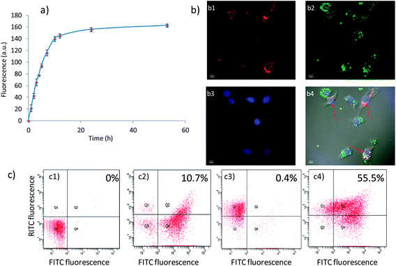 (a) Time dependent release of HA-SNPs from SKOV-3 cells showing that the internalized HA-SNPs can be exported. (b) Confocal images of SKOV-3 cells in the two-particle assay. (b1) RITC channel showing location of HA-RITC-SNP; (b2) FITC channel showing location of HA-SNP; (b3) DAPI channel showing location of the nucleus; (b4) overlay of RITC, FITC, DAPI channels and DIC images. The scale bars are 10 μm. In this experiment, cells were pre-loaded with either the green fluorescent HA-SNPs or the red fluorescent HA-RITC-SNPs. The pre-loaded cells were then cultured together. Some cells (marked with red arrows) exhibited both green and red fluorescence indicating that exocytosed NPs could be taken up by the cells. (c) Quantification of double labeled cells by flow cytometry. (c1) control unlabeled cells; (c2) cells incubated with HA-SNP only; (c3) cells incubated with HA-RITC-SNP only; (c4) co-incubation of cells pre-loaded with HA-SNPs or HA-RITC-SNP for 48 h led to 55.5% of cells giving high fluorescence for both FITC and RITC indicating that the exocytosed SNPs can be efficiently internalized by other cells.