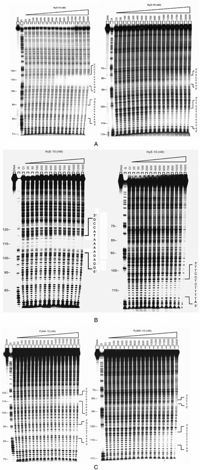 (A) Autoradiographs showing DNase I footprinting of peptide HyS-10 on DNA duplexes labeled at the 5′ end: 158-mer upper strand, left panel; 135-mer lower strand, right panel. Peptide HyS-10 was equilibrated with the DNA in 5 mM sodium cacodylate buffer, pH 6.5 at 37 °C for 60 min before DNase 1 cleavage. G represents a Maxam–Gilbert guanine sequencing track and Ct shows a DNase I digestion control lane. (B) DNase I footprinting of peptide HyE-10 on DNA duplexes labeled at the 5′ end: upper strand, left panel; lower strand, right panel. (C) DNase I footprinting of peptide PyMK-10 on DNA duplexes labeled at the 5′ end: upper strand, left panel; lower strand, right panel.