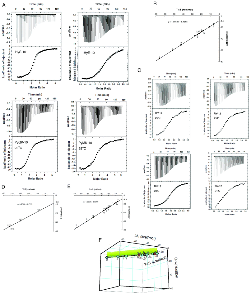 (A) ITC curves for titration of decapeptides HyS-10, HyE-10, PyMK-10 and PyQK-10 into the U4A-L4T duplex at 25 °C. For each experiment the top panel represents the raw heat of binding generated by successive additions of peptide, and in the bottom panel the integrated heat is plotted versus peptide/DNA molar ratio. Data acquisition and analysis were performed using nonlinear least-squares fitting algorithm software (Microcal Origin 7.1). (B) Plot of enthalpy versus entropy (TΔS) from ITC of twelve peptides added to the U4A-L4T duplex at 25 °C (298 K). (C) ITC curves for the titration of peptide RY-12 into the U4A-L4T duplex at various incubation temperatures (legend as in (A)). (D) Plot of enthalpy versus entropy (TΔS) from ITC of peptide RY-12 added to the U4A-L4T duplex at different temperatures. (E) Combined enthalpy–entropy plot from titrating all twelve peptides into the U4A-L4T duplex at 25 °C (with peptide RY-12 at various temperatures: 7a, 20 °C; 7b, 25 °C; 7c, 28 °C; 7d, 31 °C). (F) Three-dimensional plot of ΔH, TΔS and ΔG from titration of all twelve peptides into the U4A-L4T duplex. The short vertical projection plane (in green) corresponds to ΔG magnitudes sustained around −8.5 kcal mol−1. The figure represents a view of the ‘cube’ from below.