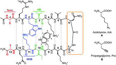 Peptides investigated for CuAAC hairpin cyclization. The functional amino acids for CuAAC, A and B, are varied along terminal (Term, red), non-hydrogen bonded (NHB, blue), and hydrogen bonded (HB, green) positions. The turn residues (orange) can be one of two sequences, VNGO (shown) or VpGO, where p = dPro. Dashed lines represent hydrogen bonds.